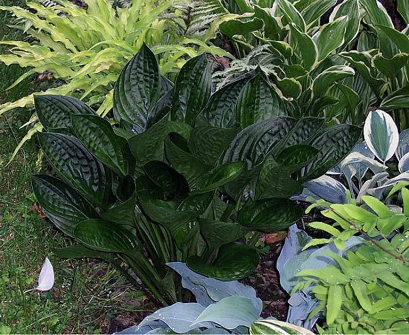 Midnight Oil Hosta Live Plant – 5.25" Pot – Shiny Dark Leaves Perennial - Image 1