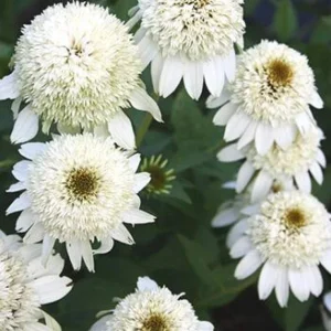 Milkshake Coneflower Seeds - Echinacea Perennial Flowers - 50 Count - Image 3