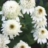 Milkshake Coneflower Seeds - Echinacea Perennial Flowers - 50 Count - Image 1