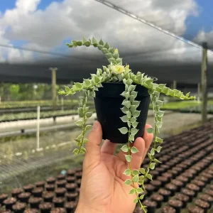 Million Hearts Dischidia Live Plant - 4