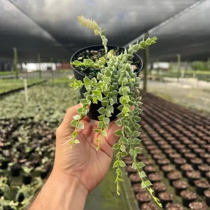 Million Hearts Dischidia Live Plant - 4
