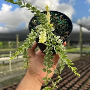 Million Hearts Dischidia Live Plant - 4