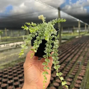 Million Hearts Dischidia Live Plant - 4" Pot - Indoor Hanging Vine - Image 1