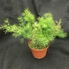 Ming Fern Live Plant - Asparagus Myriocladus - Rooted in 3 inch Pot - Indoor - Image 1