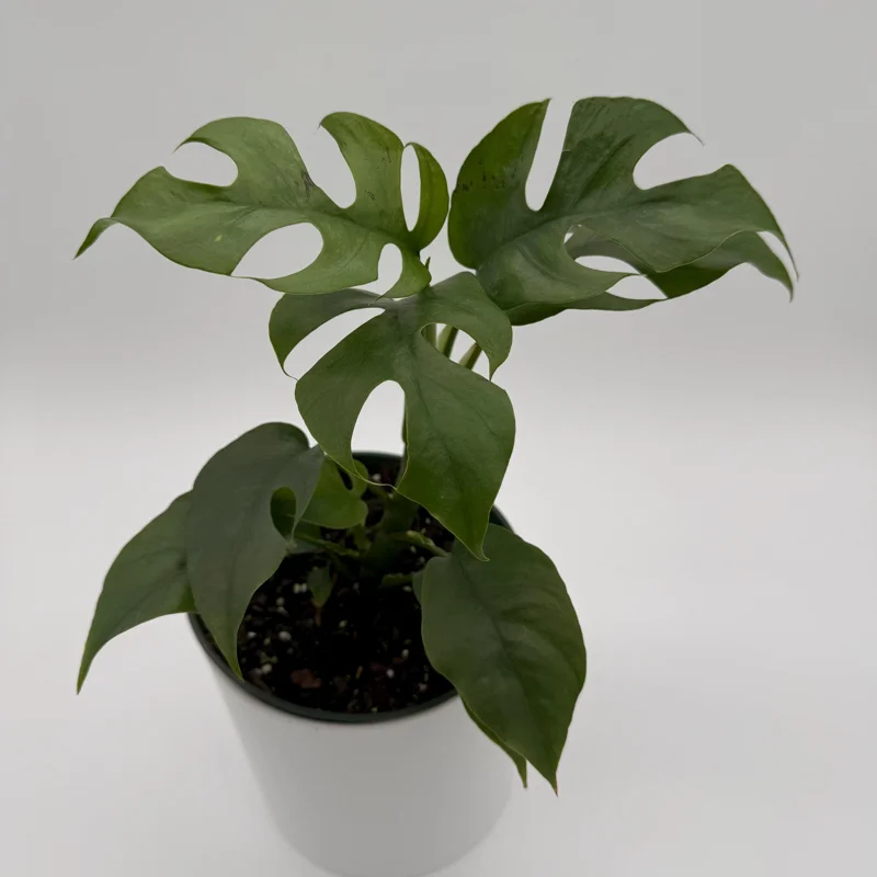 Mini Monstera Rhaphidophora Tetrasperma Live Plant 6 inch Pot Indoor - Image 2