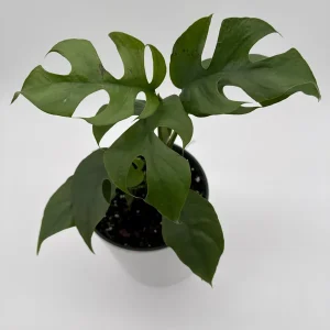 Mini Monstera Rhaphidophora Tetrasperma Live Plant 6 inch Pot Indoor - Image 3