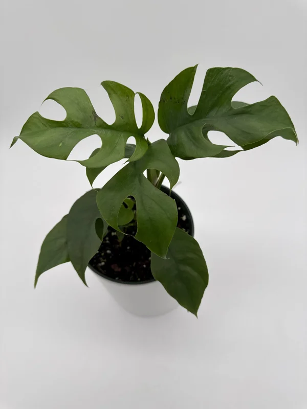 Mini Monstera Rhaphidophora Tetrasperma Live Plant 6 inch Pot Indoor - Image 3