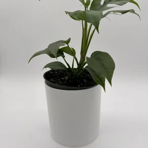 Mini Monstera Rhaphidophora Tetrasperma Live Plant 6 inch Pot Indoor - Image 4