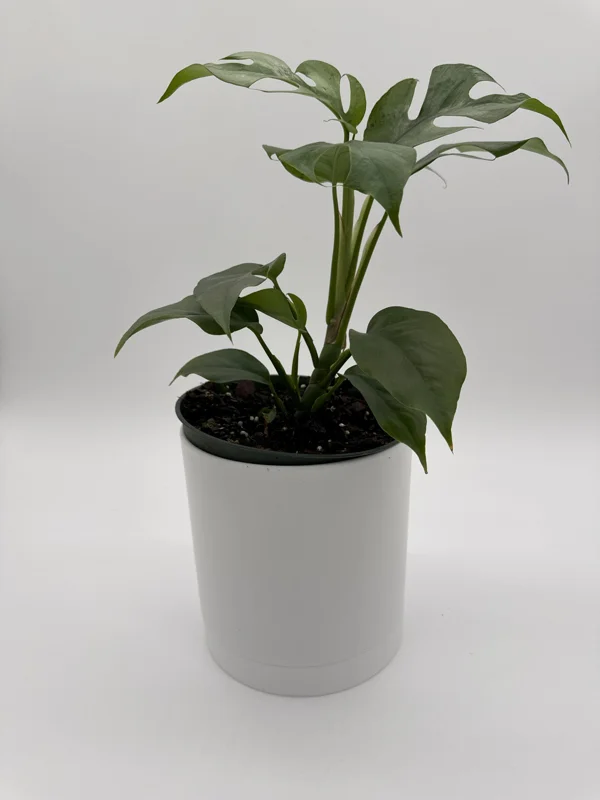 Mini Monstera Rhaphidophora Tetrasperma Live Plant 6 inch Pot Indoor - Image 4