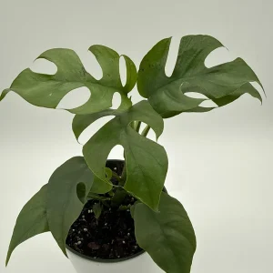 Mini Monstera Rhaphidophora Tetrasperma Live Plant 6 inch Pot Indoor - Image 5