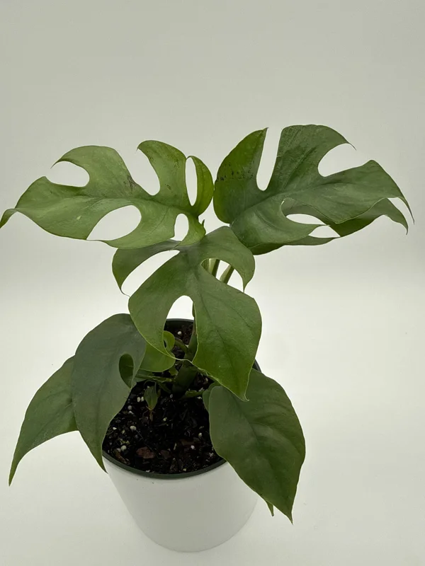 Mini Monstera Rhaphidophora Tetrasperma Live Plant 6 inch Pot Indoor - Image 5
