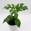 Mini Monstera Rhaphidophora Tetrasperma Live Plant 6 inch Pot Indoor - Image 1