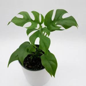 Mini Monstera Rhaphidophora Tetrasperma Live Plant 6 inch Pot Indoor - Image 1