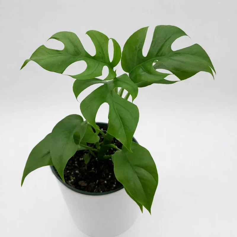 Mini Monstera Rhaphidophora Tetrasperma Live Plant 6 inch Pot Indoor - Image 1