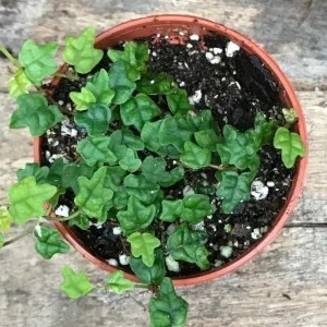 Miniature Creeping Fig Live Plant (Ficus Pumila Quercifolia) - Indoor/Outdoor Vine - Image 2