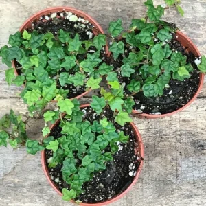 Miniature Creeping Fig Live Plant (Ficus Pumila Quercifolia) - Indoor/Outdoor Vine - Image 3