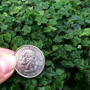 Miniature Creeping Fig Live Plant (Ficus Pumila Quercifolia) - Indoor/Outdoor Vine - Image 1