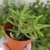 Miniature Pine Tree Crassula Tetragona Live Plant 2 Inch Pot Indoor Succulent - Image 1