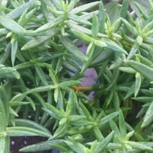Miniature Pine Tree Crassula Tetragona Live Plant 2 Inch Pot Indoor Succulent - Image 2