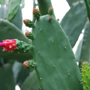 Miniature Prickly Pear Cactus - Opuntia Succulent Live Plant - Rooted - Image 2