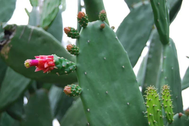 Miniature Prickly Pear Cactus - Opuntia Succulent Live Plant - Rooted - Image 2