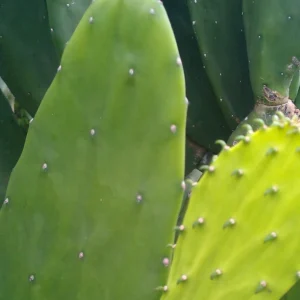 Miniature Prickly Pear Cactus - Opuntia Succulent Live Plant - Rooted - Image 1