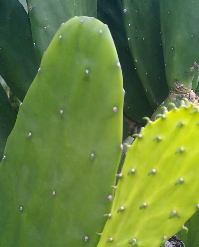Miniature Prickly Pear Cactus - Opuntia Succulent Live Plant - Rooted - Image 1
