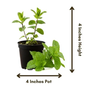 Mint Live Herb Plant – Fresh Edible Mint in 4 Inch Pot – Fragrant Outdoor Garden Perennial - Image 2