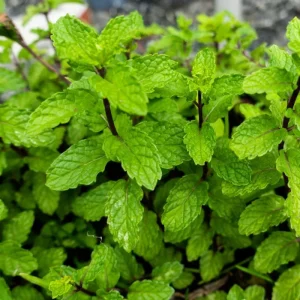 Mint Live Herb Plant – Fresh Edible Mint in 4 Inch Pot – Fragrant Outdoor Garden Perennial - Image 3