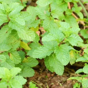 Mint Live Herb Plant – Fresh Edible Mint in 4 Inch Pot – Fragrant Outdoor Garden Perennial - Image 5