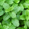 Mint Live Herb Plant – Fresh Edible Mint in 4 Inch Pot – Fragrant Outdoor Garden Perennial - Image 1