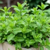 Mint Live Plant – Fresh Herb – 3.5 Inch Pot – 6-7 Inches Tall – Outdoor Garden - Image 1