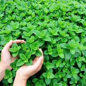 Mint Live Plant – Fresh Herb – 3.5 Inch Pot – 6-7 Inches Tall – Outdoor Garden - Image 3
