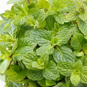 Mint Live Plant – Fresh Herb – 3.5 Inch Pot – 6-7 Inches Tall – Outdoor Garden - Image 4