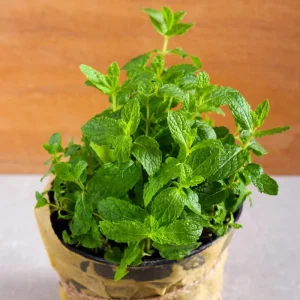 Mint Live Plant – Fresh Herb – 3.5 Inch Pot – 6-7 Inches Tall – Outdoor Garden - Image 5
