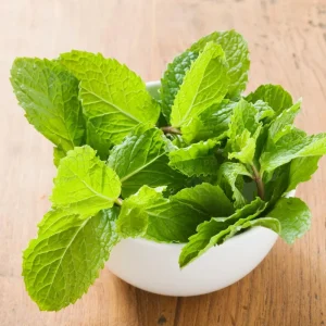 Mint Live Plant – Fresh Herb in 4.5-inch Pot – 8-10 inches Tall – Edible Leaves - Image 3