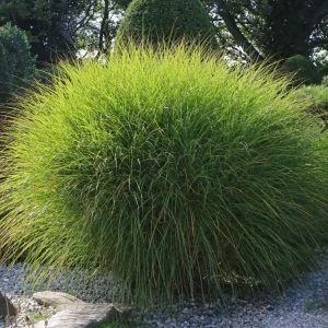 Miscanthus Gracillimus Maidenhair Grass Live Starter Plant – Outdoor Ornamental Grass - Image 2