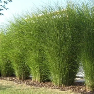 Miscanthus Gracillimus Maidenhair Grass Live Starter Plant – Outdoor Ornamental Grass - Image 3