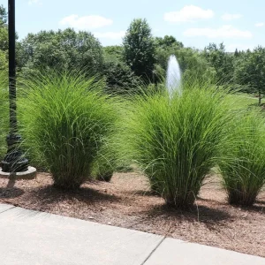 Miscanthus Gracillimus Maidenhair Grass Live Starter Plant – Outdoor Ornamental Grass - Image 4