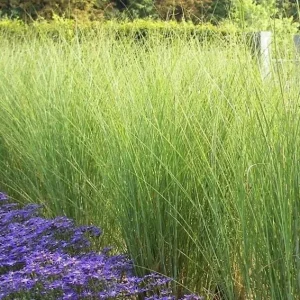 Miscanthus Gracillimus Maidenhair Grass Live Starter Plant – Outdoor Ornamental Grass - Image 5