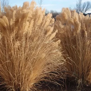 Miscanthus Gracillimus Maidenhair Grass Live Starter Plant – Outdoor Ornamental Grass - Image 6