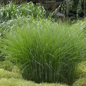 Miscanthus Gracillimus Maidenhair Grass Live Starter Plant – Outdoor Ornamental Grass - Image 1