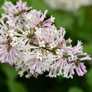 Miss Kim Lilac Live Plant – Fragrant Shrub – 6-12 Inch Tall – Quart Pot – Outdoor - Image 2
