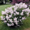 Miss Kim Lilac Live Plant – Fragrant Shrub – 6-12 Inch Tall – Quart Pot – Outdoor - Image 1