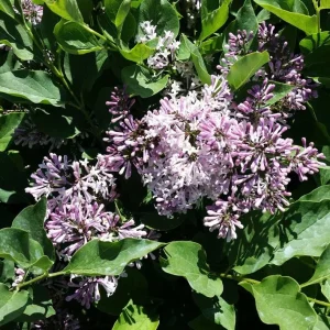 Miss Kim Lilac Live Plant – Fragrant Shrub – 6-12 Inch Tall – Quart Pot – Outdoor - Image 3