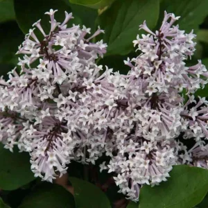 Miss Kim Lilac Live Plant – Fragrant Shrub – 6-12 Inch Tall – Quart Pot – Outdoor - Image 4