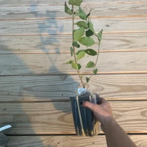 Miss Kim Lilac Live Plant – Fragrant Shrub – 6-12 Inch Tall – Quart Pot – Outdoor - Image 5
