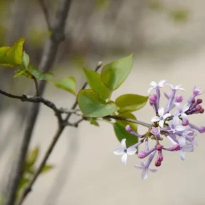Miss Kim Lilac Live Plant – Fragrant Shrub – 6-12 Inch Tall – Quart Pot – Outdoor - Image 6