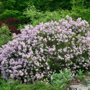 Miss Kim Lilac Live Plant – Fragrant Shrub – 6-12 Inch Tall – Quart Pot – Outdoor - Image 7