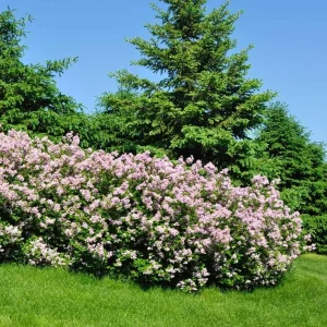 Miss Kim Lilac Live Plant – Fragrant Shrub – 6-12 Inch Tall – Quart Pot – Outdoor - Image 8
